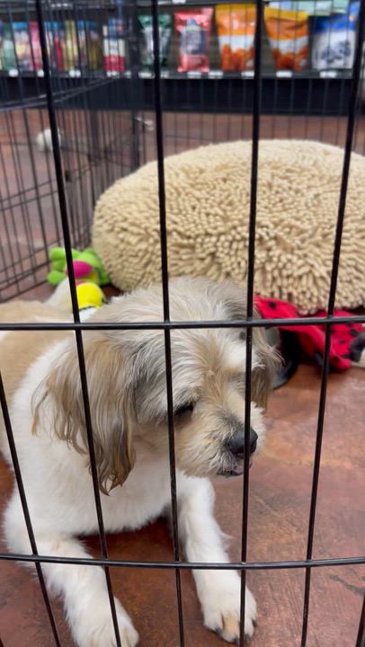Enlarge CoConut, an adopted Shih Tzu in Chandler, AZ video 6/6