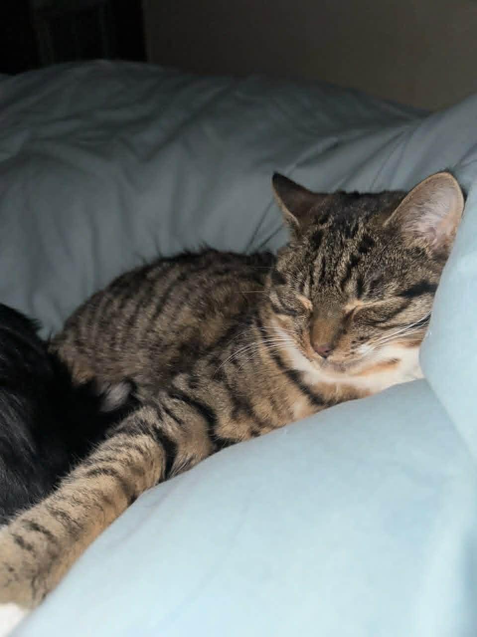 Muk, Adoptable, Young Male Domestic Short Hair.