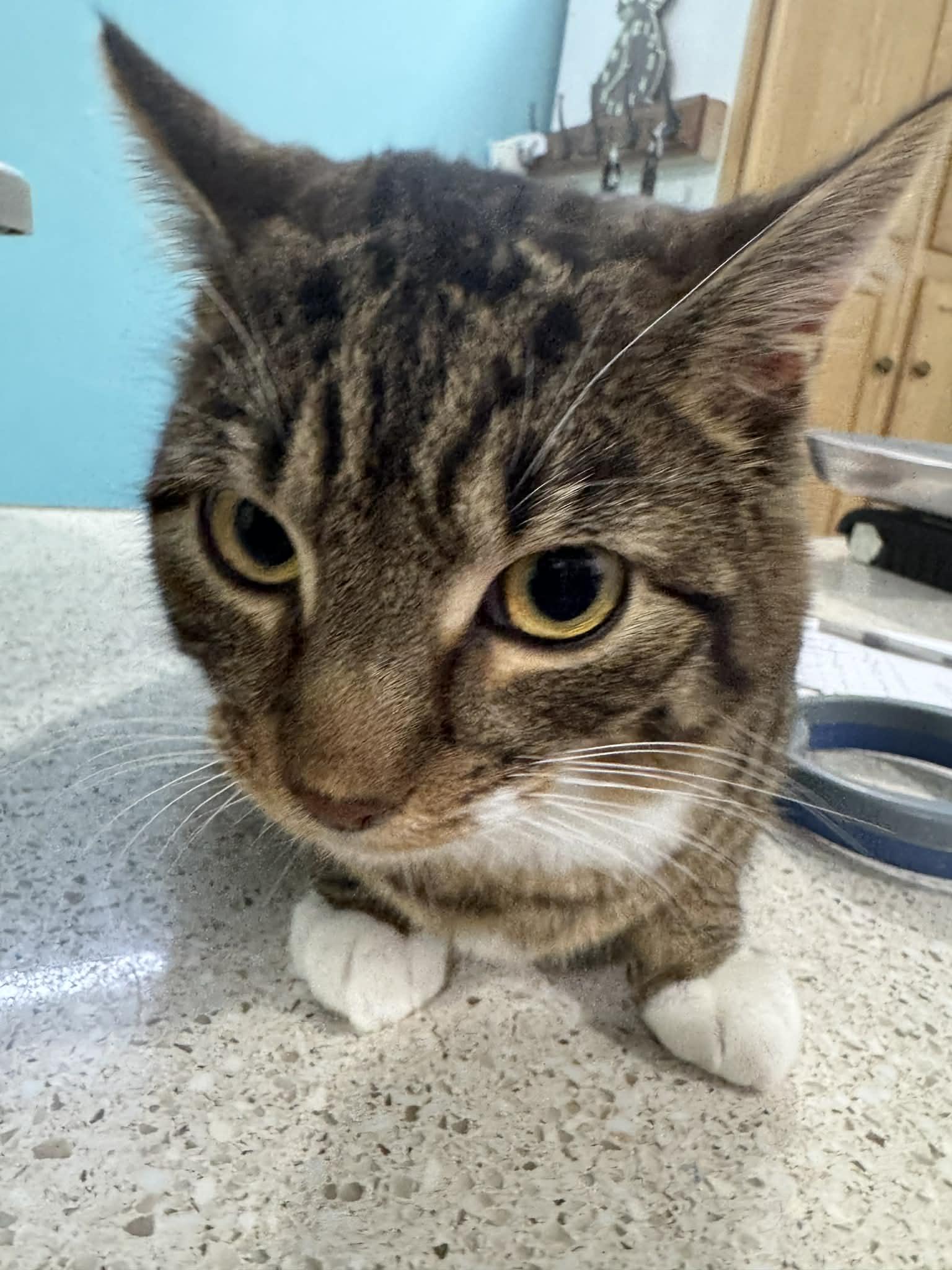 Muk, Adoptable, Young Male Domestic Short Hair.