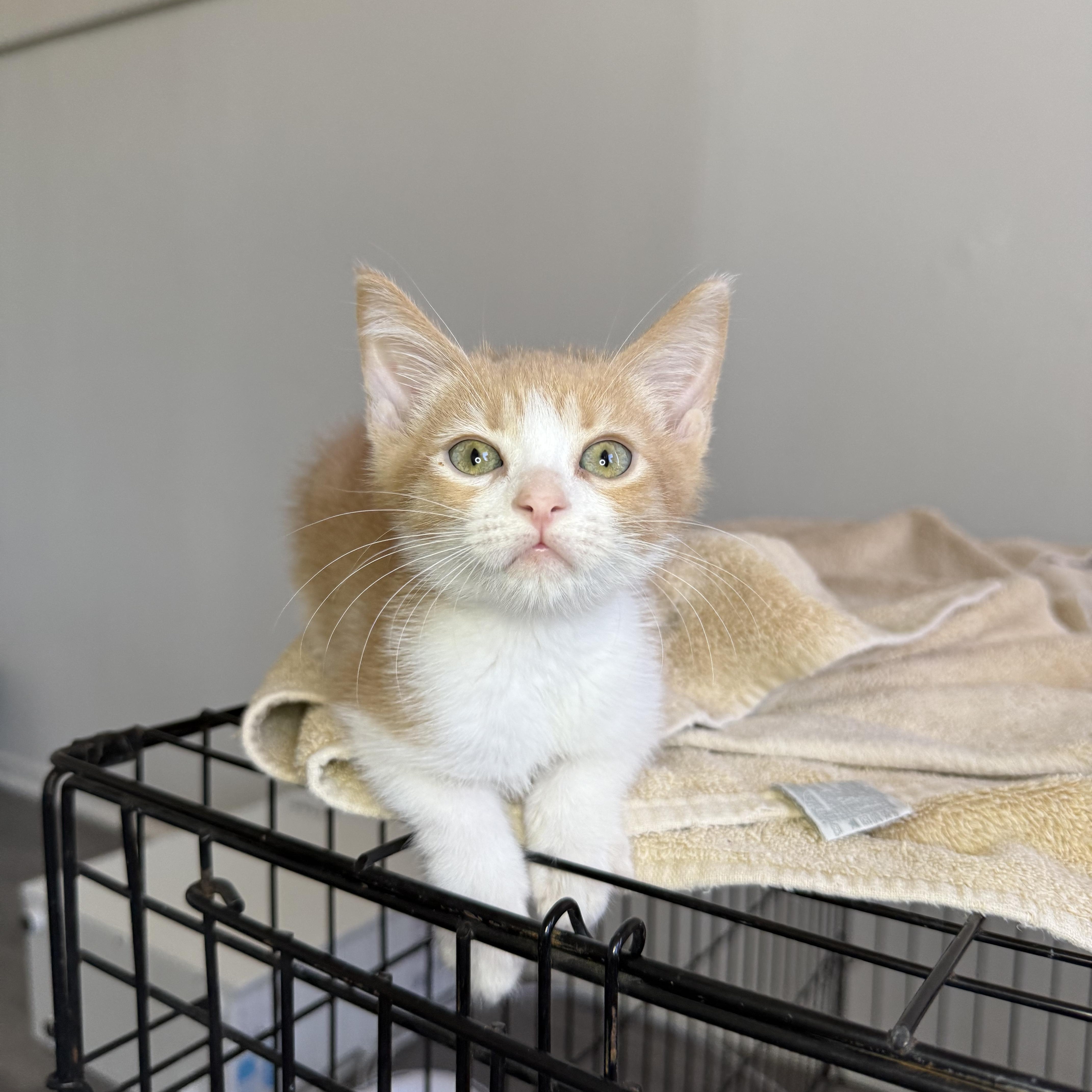 Lewis, a ADOPTABLE Domestic Short Hair in Santa Monica, CA image 2/4