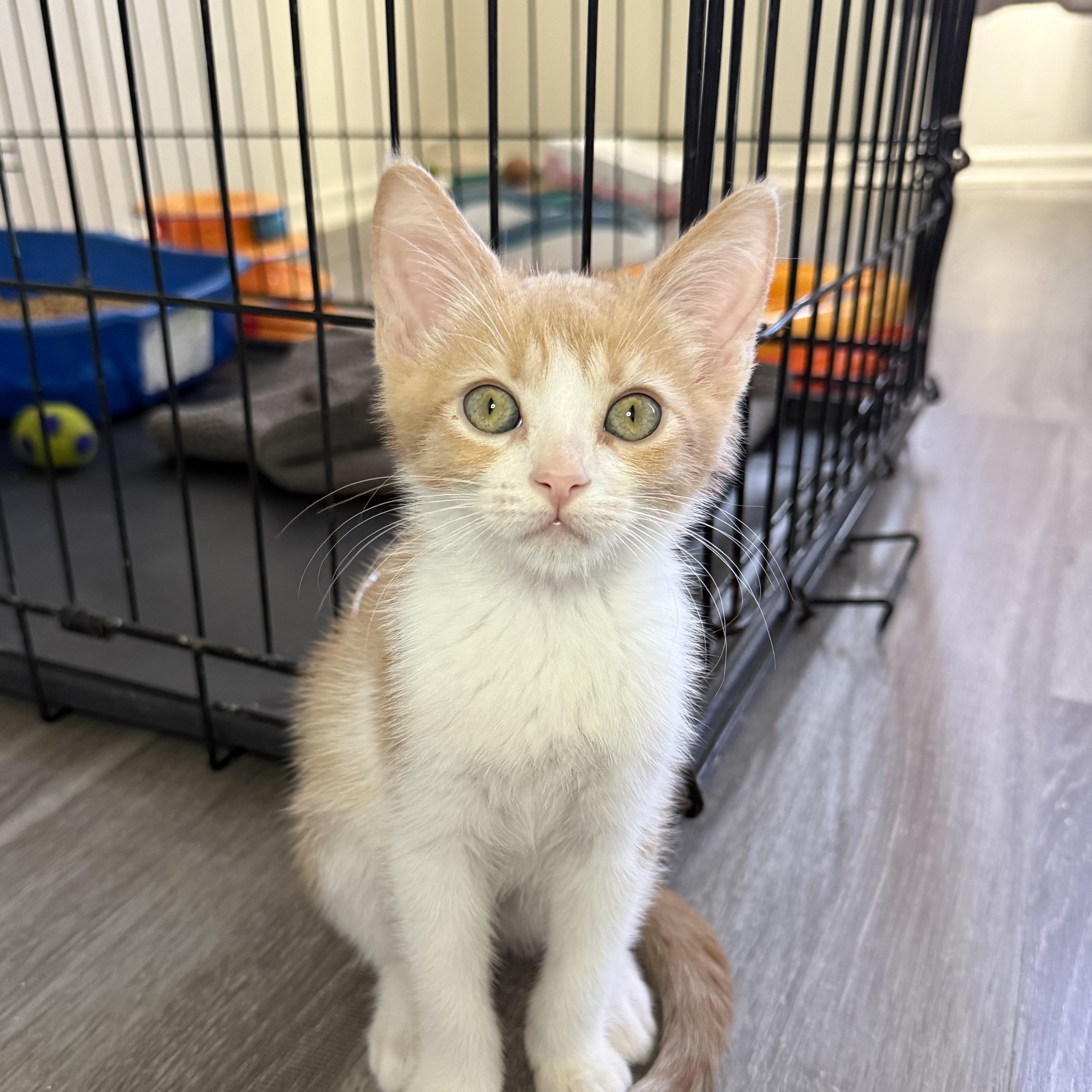 Lewis, ADOPTABLE, Young Male Domestic Short Hair.