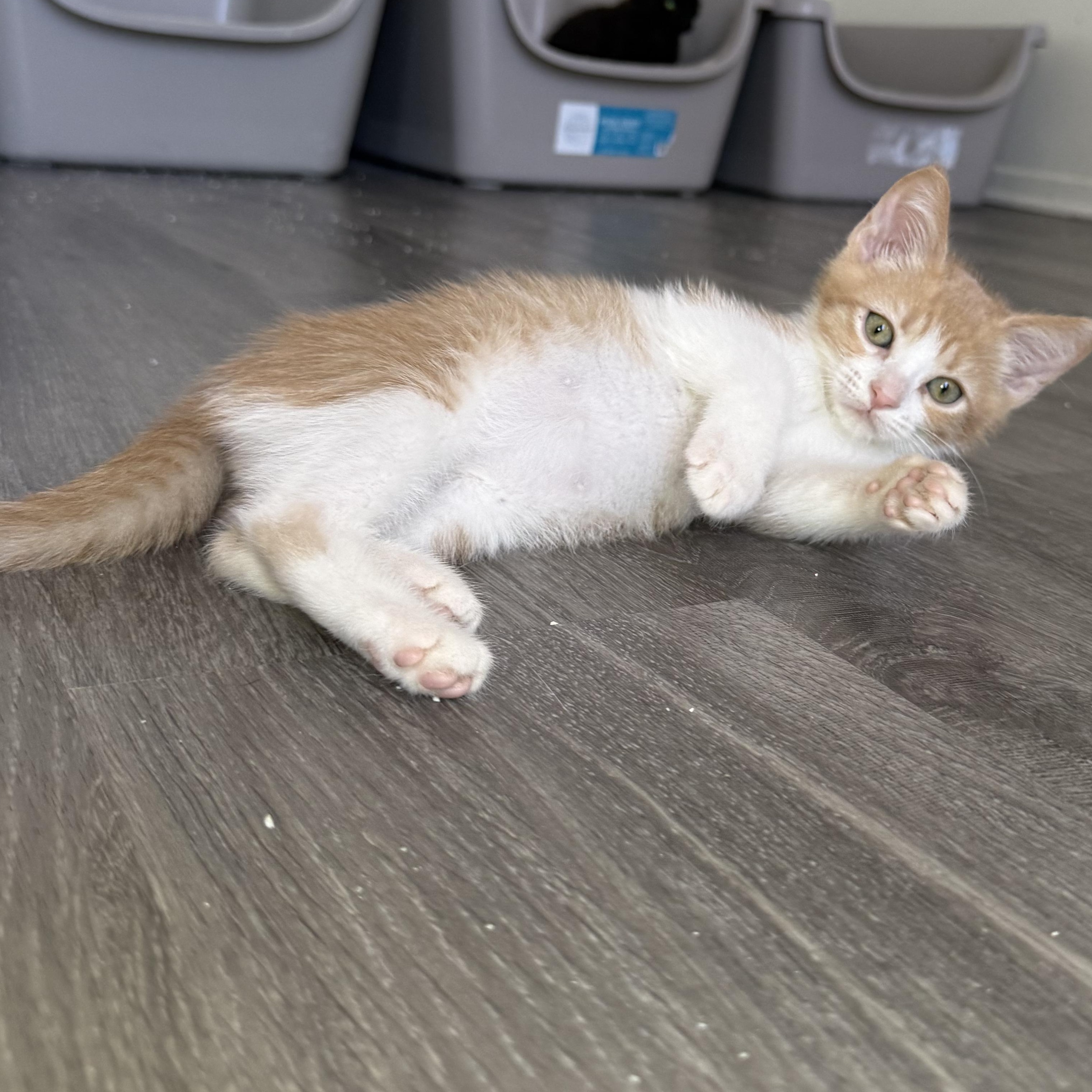 Lewis, a ADOPTABLE Domestic Short Hair in Santa Monica, CA image 3/4