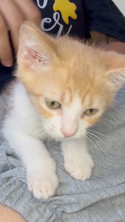 Enlarge Lewis, a ADOPTABLE Domestic Short Hair in Santa Monica, CA video 4/4