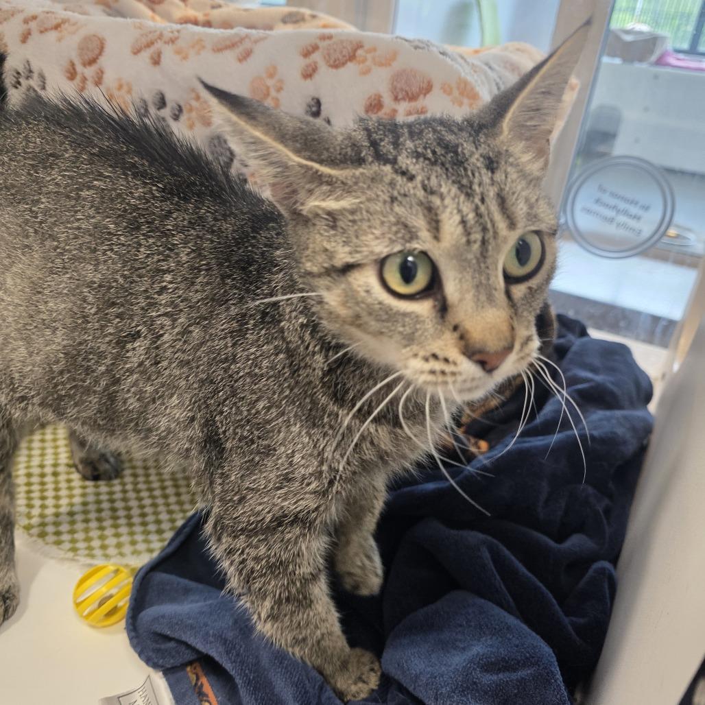 Enlarge Star, a Adoptable Domestic Short Hair in Fort Wayne, IN image 1/6