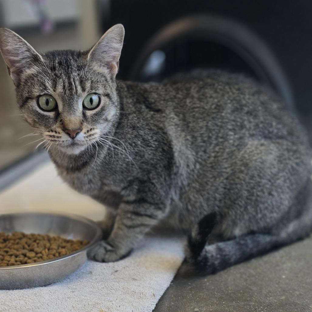 Enlarge Star, a Adoptable Domestic Short Hair in Fort Wayne, IN image 2/6