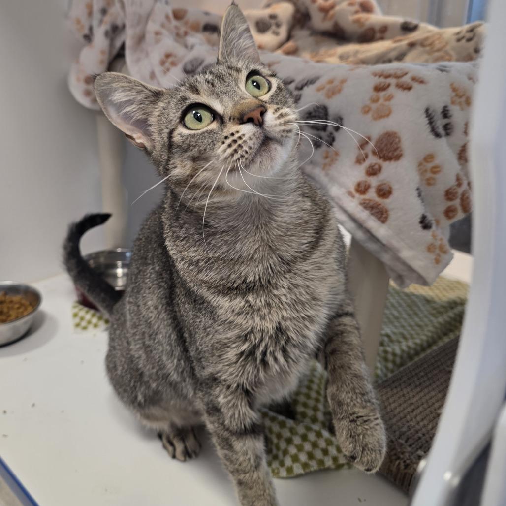 Enlarge Star, a Adoptable Domestic Short Hair in Fort Wayne, IN image 3/6