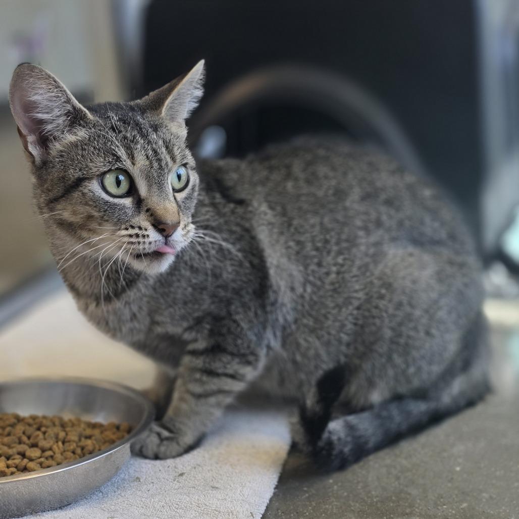 Enlarge Star, a Adoptable Domestic Short Hair in Fort Wayne, IN image 4/6