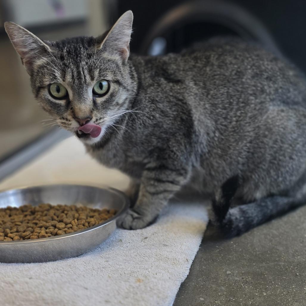 Enlarge Star, a Adoptable Domestic Short Hair in Fort Wayne, IN image 5/6