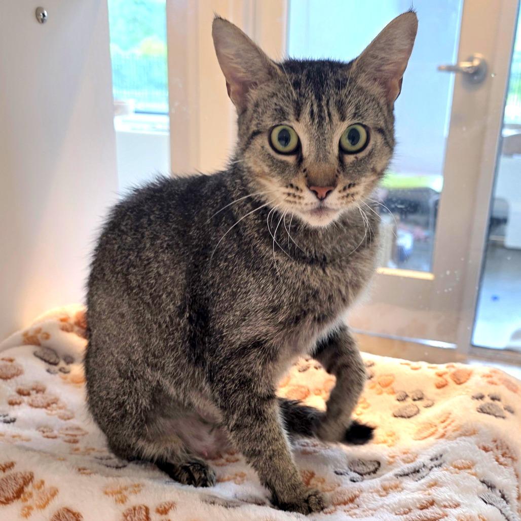 Enlarge Star, a Adoptable Domestic Short Hair in Fort Wayne, IN image 6/6