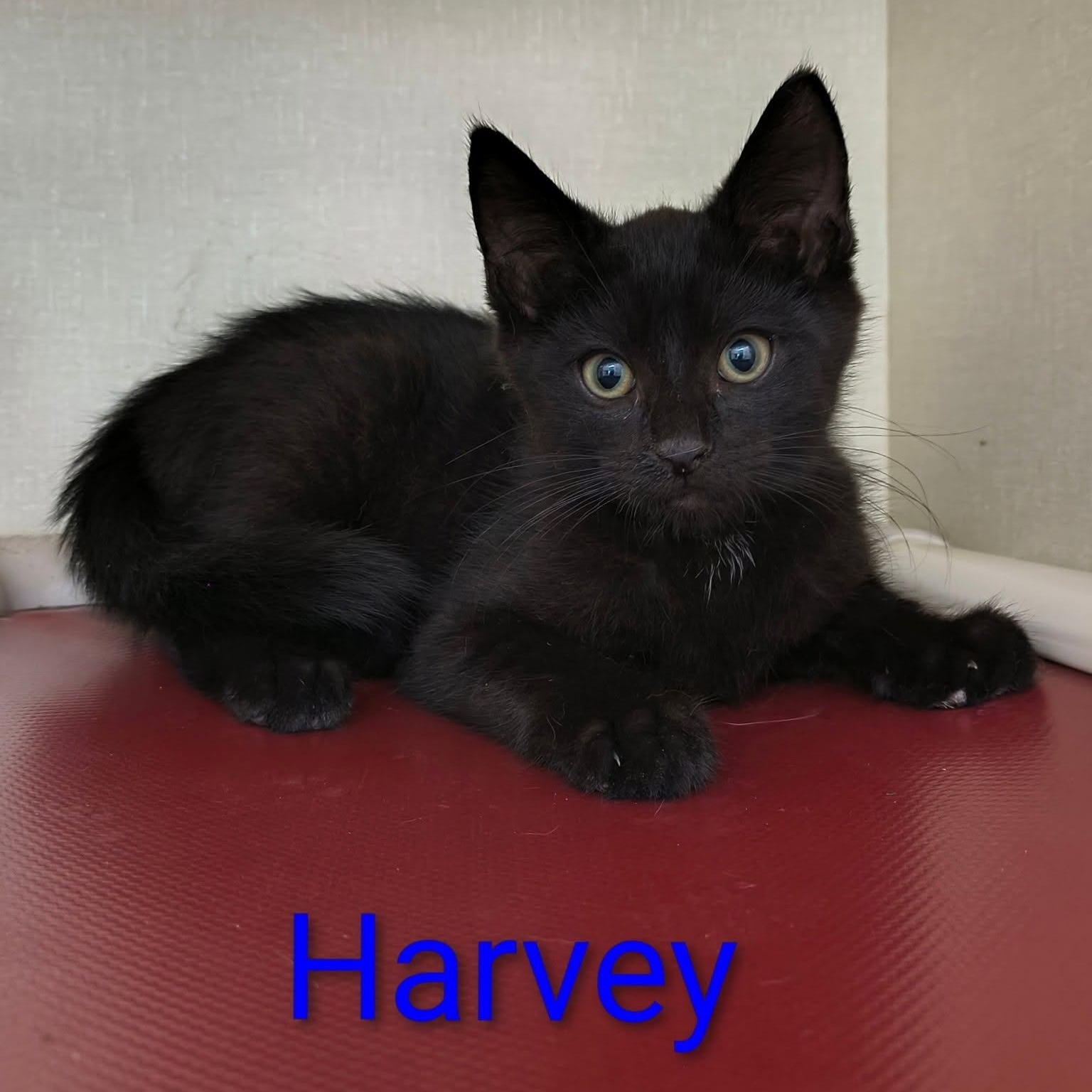 Harvey, Adopted, Kitten Male Domestic Short Hair.