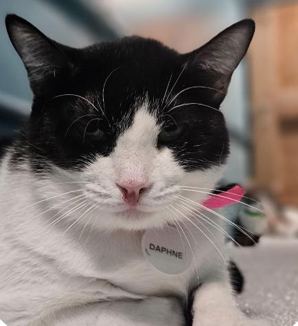 Daphne, Adoptable, Young Female Domestic Short Hair.