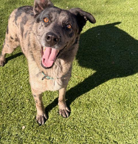 Molly, Adoptable, Young Female Catahoula Leopard Dog & Shepherd.