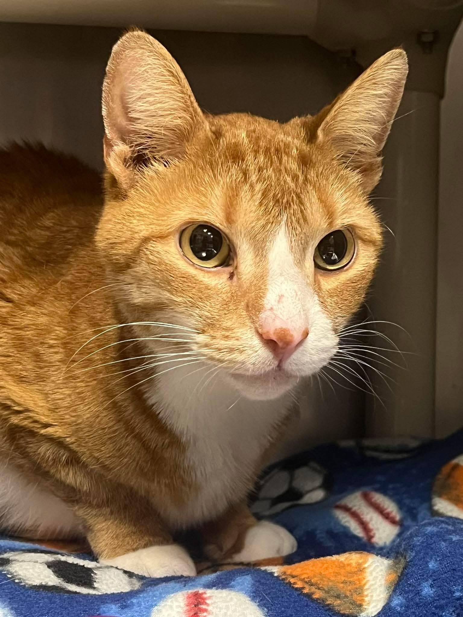 Graham, Adult Male Domestic Short Hair