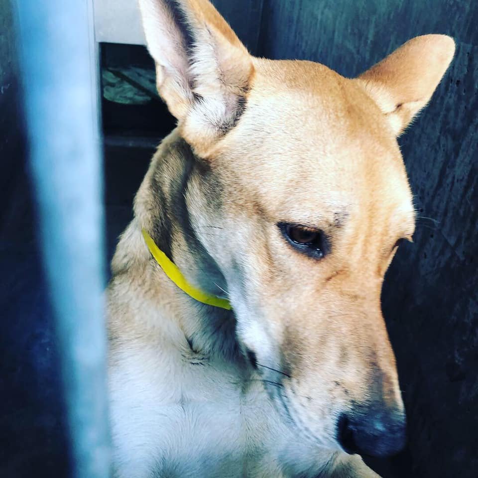 DIXIE, Adoptable, Adult Female Carolina Dog.