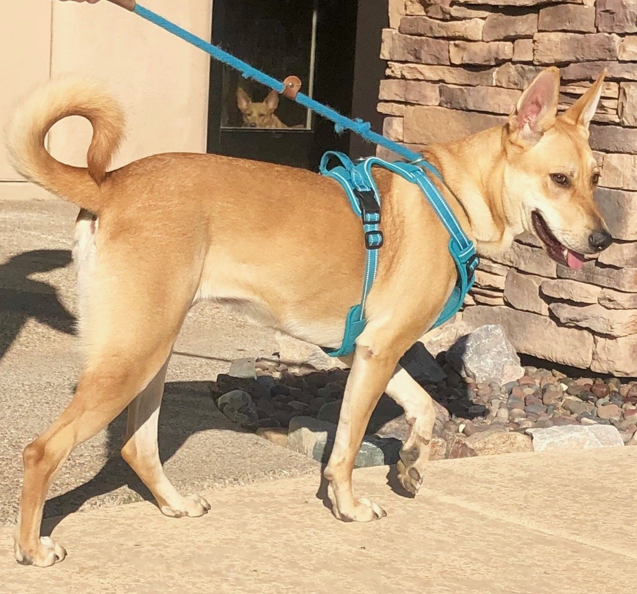 DIXIE, a Adoptable Carolina Dog in Oro Valley, AZ image 3/11