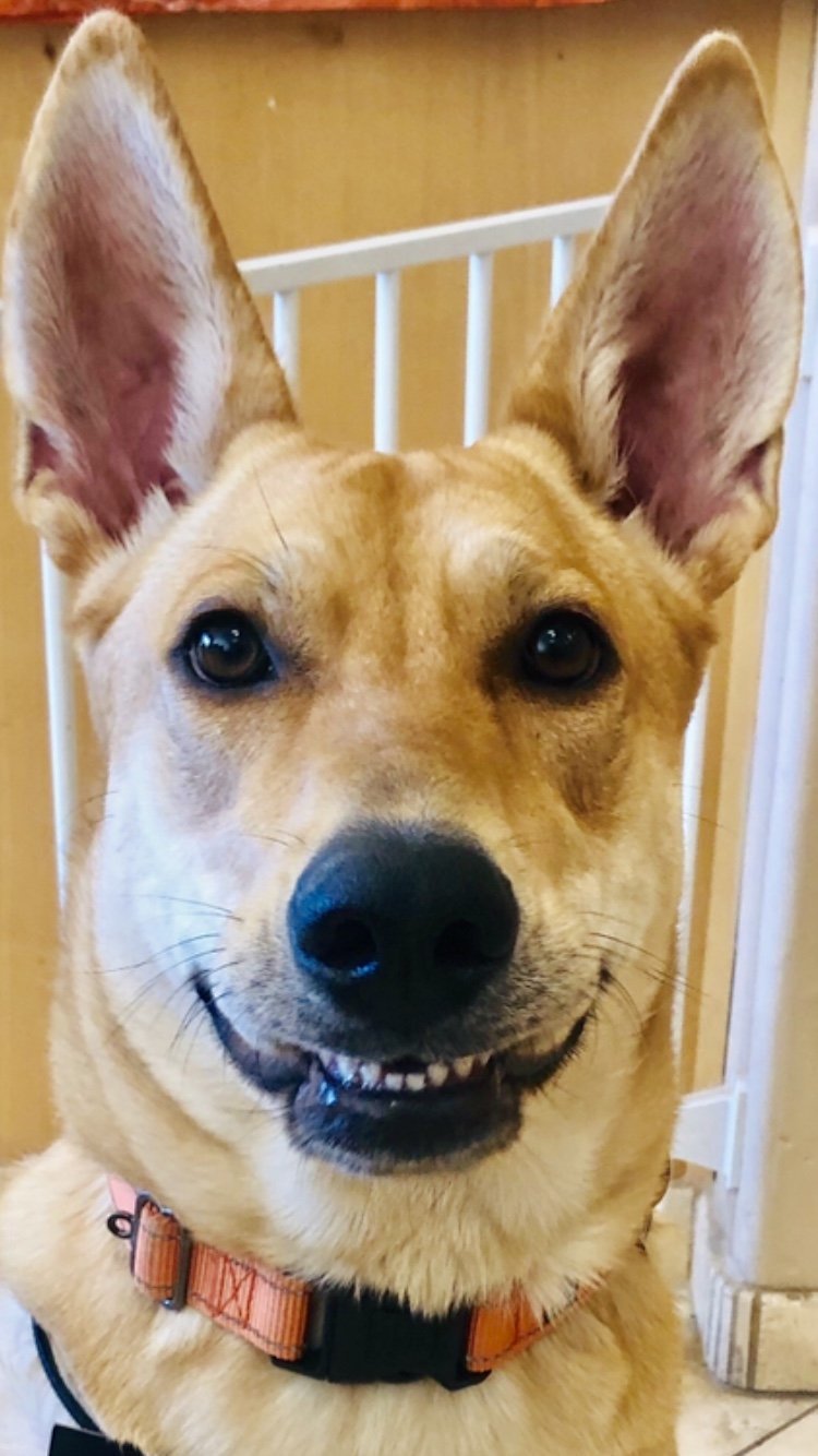 DIXIE, Adoptable, Adult Female Carolina Dog.