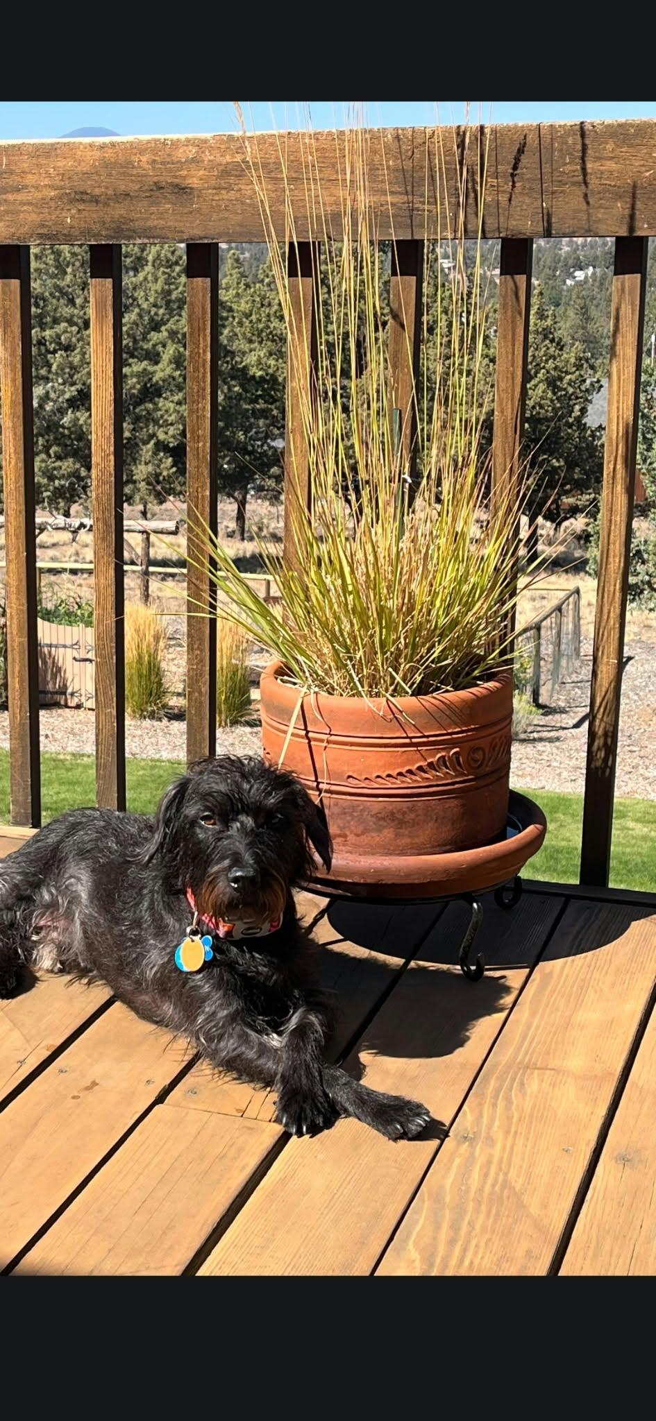 Enlarge solstice, a Adoptable mixed breed in Portland, OR image 1/6