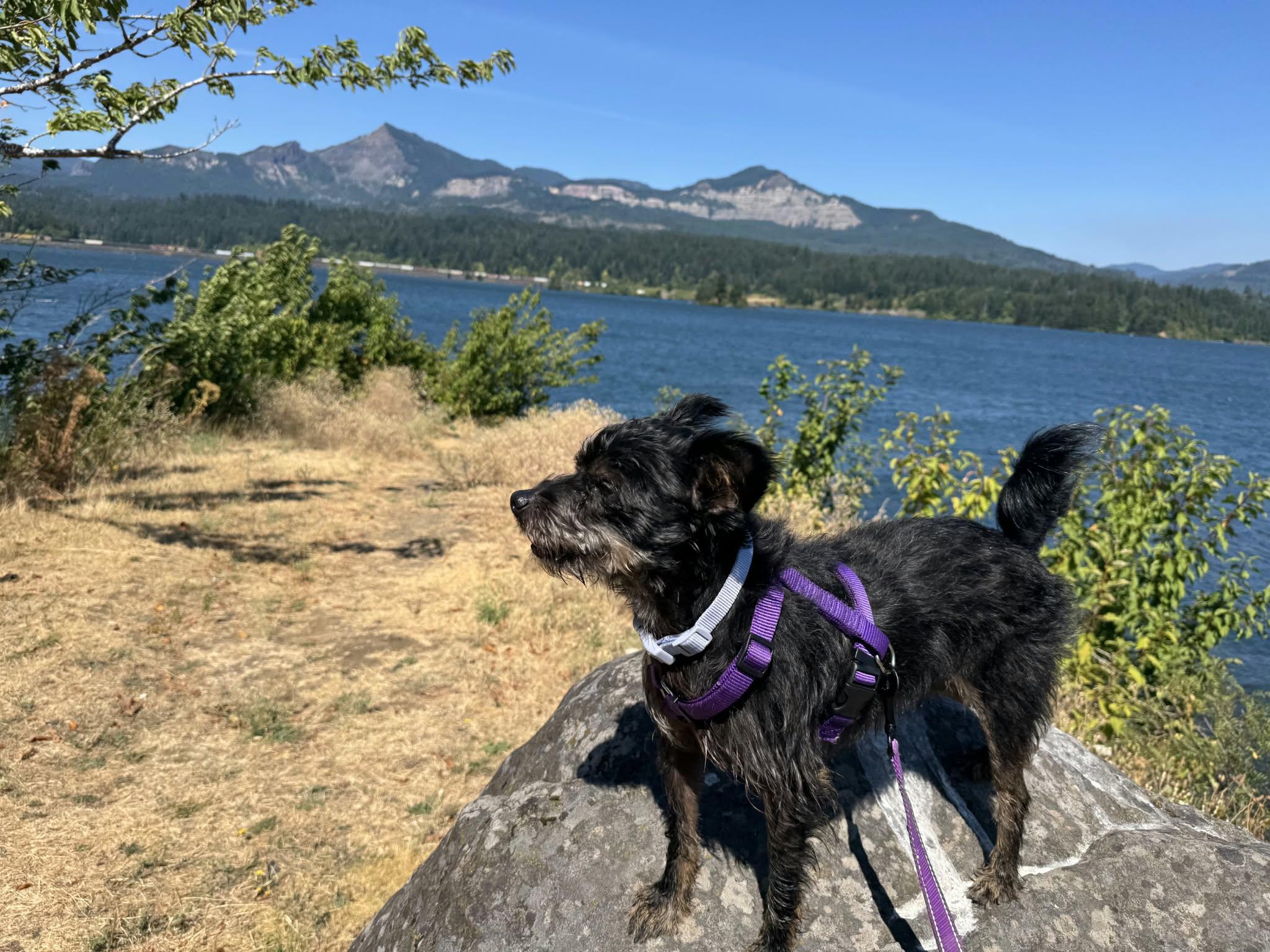 Enlarge solstice, a Adoptable mixed breed in Portland, OR image 6/6