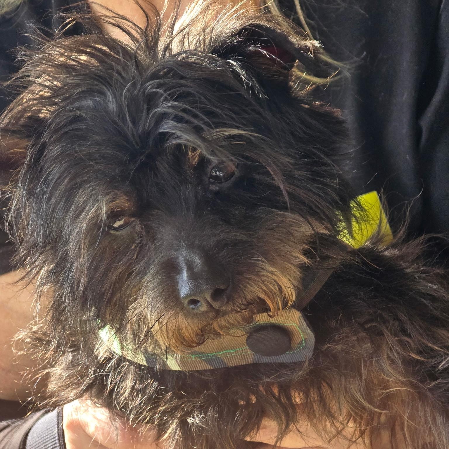 Enlarge solstice, an adoptable mixed breed in Portland, OR image 3/4