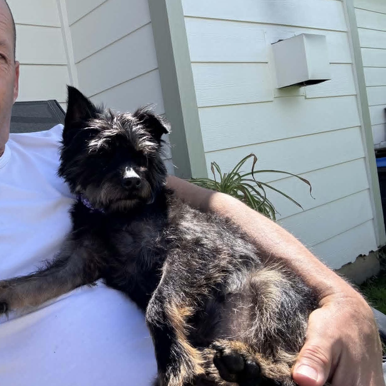 Enlarge solstice, an adoptable mixed breed in Portland, OR image 1/5