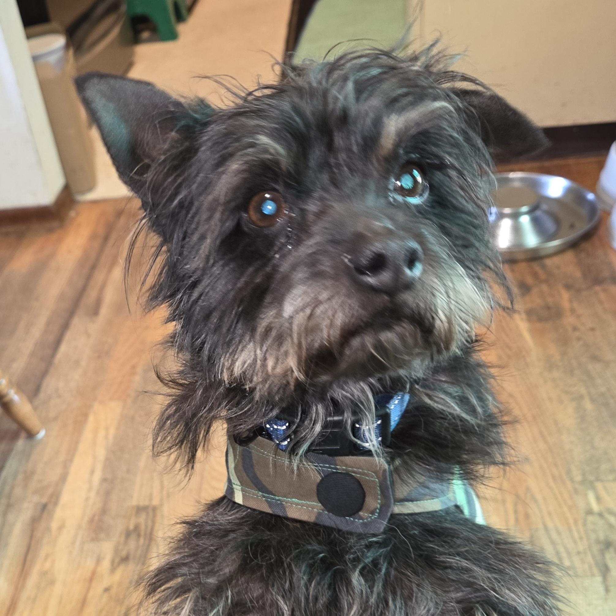 Enlarge solstice, an adoptable mixed breed in Portland, OR image 1/4