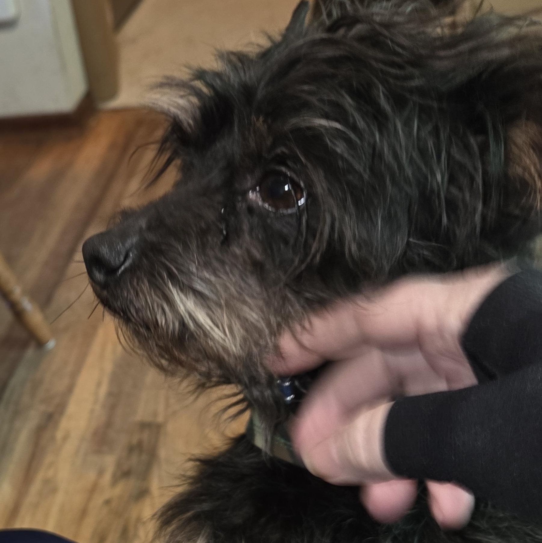 Enlarge solstice, an adoptable mixed breed in Portland, OR image 2/4