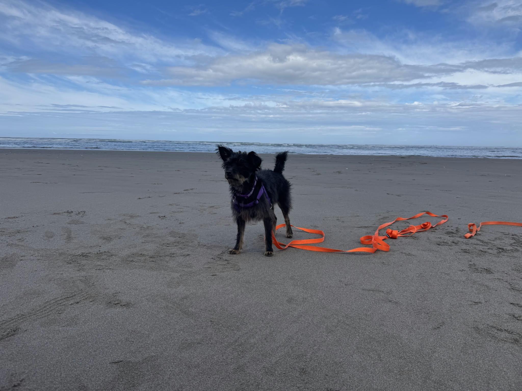 Enlarge solstice, a Adoptable mixed breed in Portland, OR image 5/6