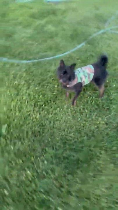 Enlarge solstice, an adoptable mixed breed in Portland, OR video 3/5