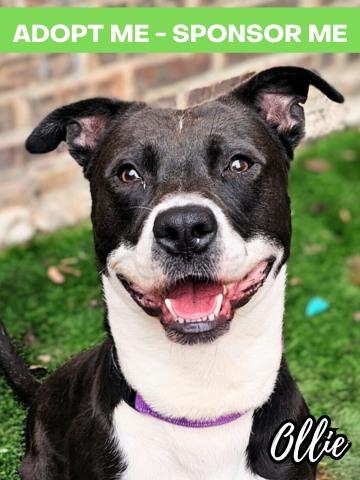 Enlarge Ollie, a Adoptable mixed breed in Chicago, IL image 2/3