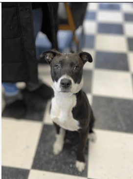 Ollie, an adoptable Labrador Retriever, Border Collie in Chicago, IL, 60640 | Photo Image 2