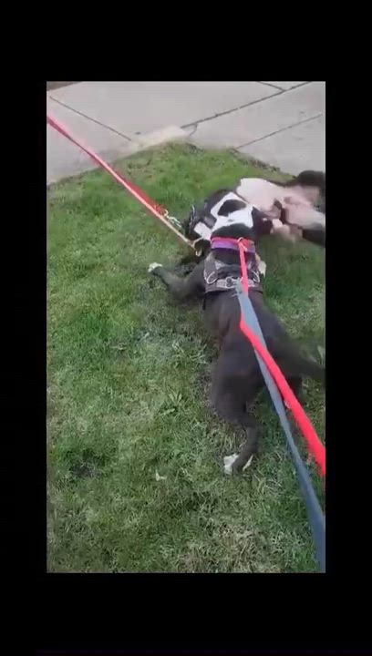 Enlarge Ollie, a Adoptable mixed breed in Chicago, IL video 3/3