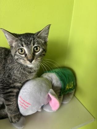Penny (DigDug), a Adoptable mixed breed in New Orleans, LA image 2/2