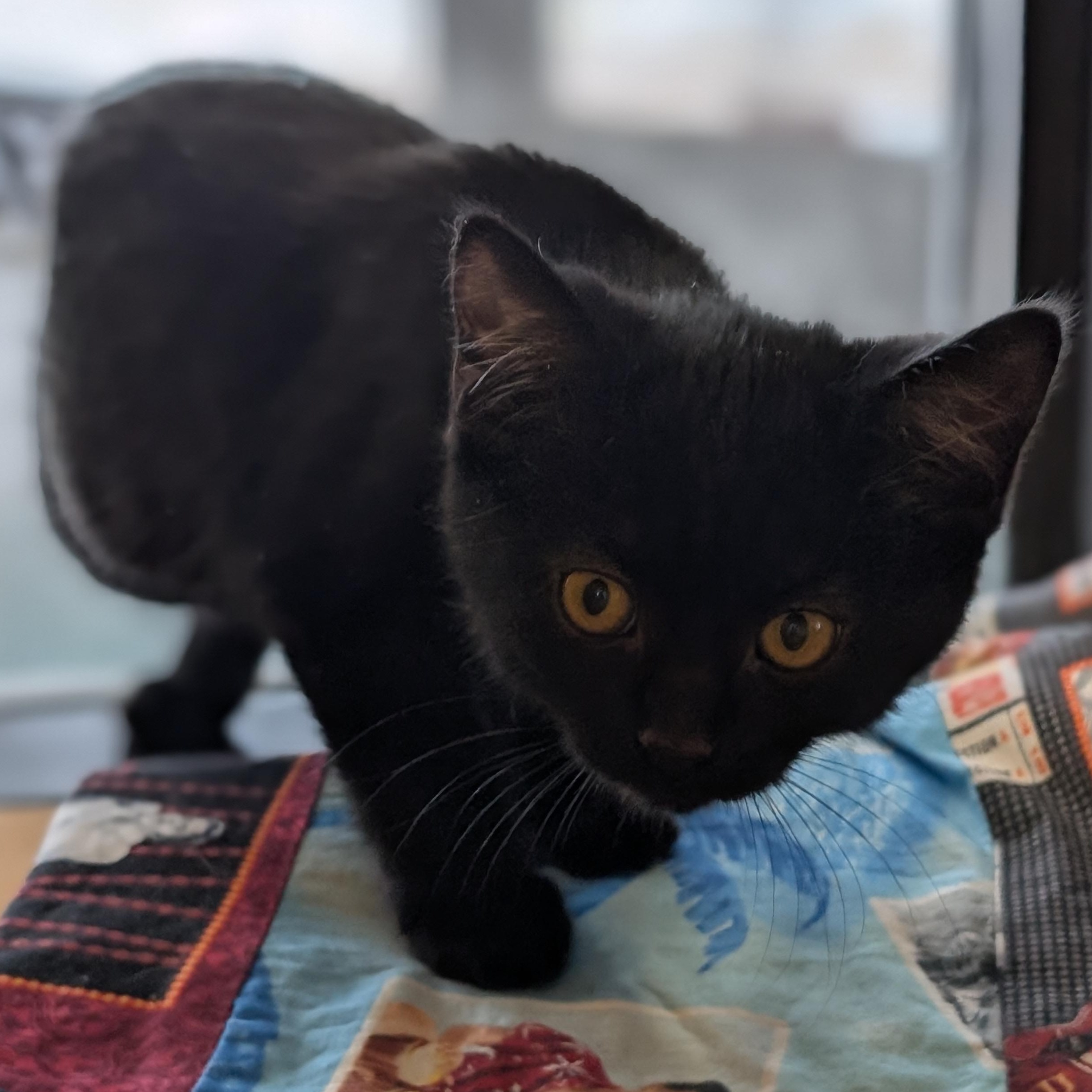 Jafar, a Adoptable Domestic Short Hair in Jefferson, WI image 2/3