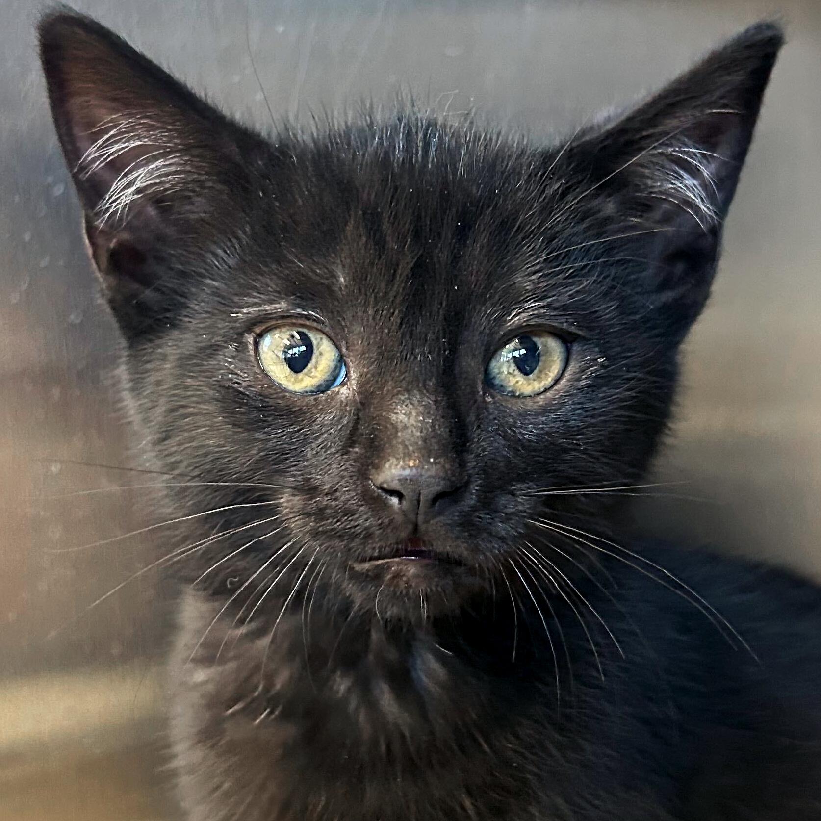 Jafar, a Adoptable Domestic Short Hair in Jefferson, WI image 1/3