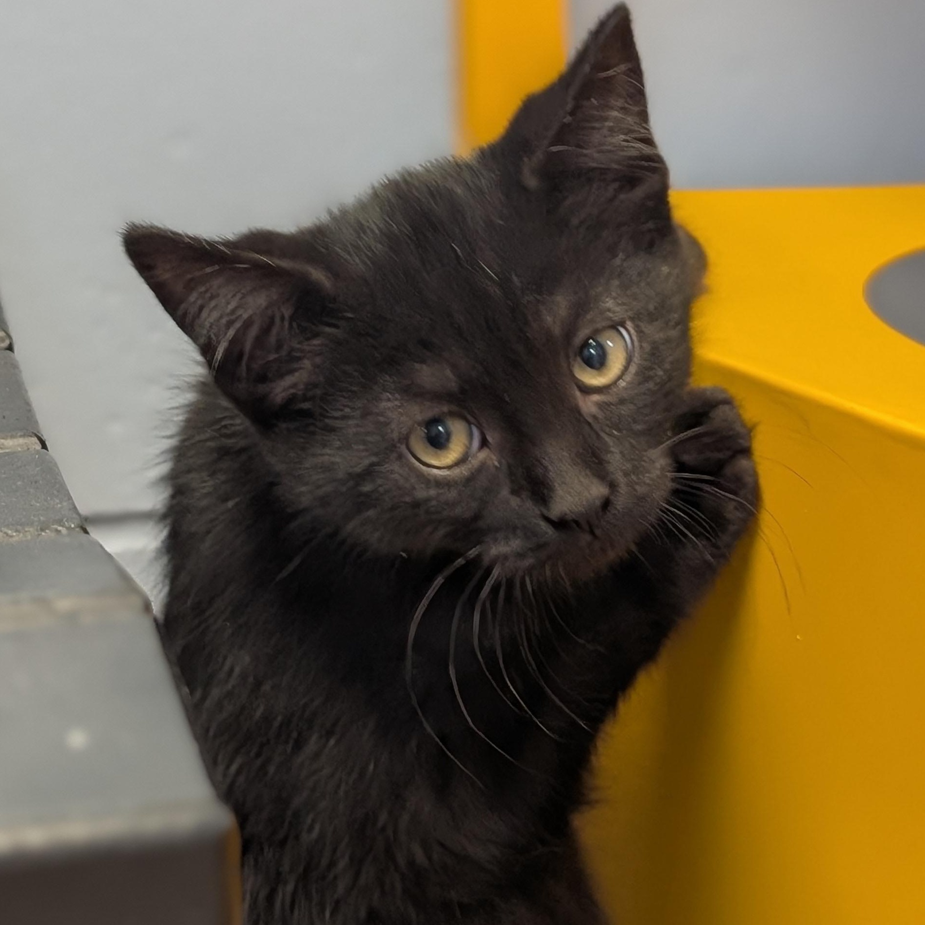 Jafar, a Adoptable Domestic Short Hair in Jefferson, WI image 3/3