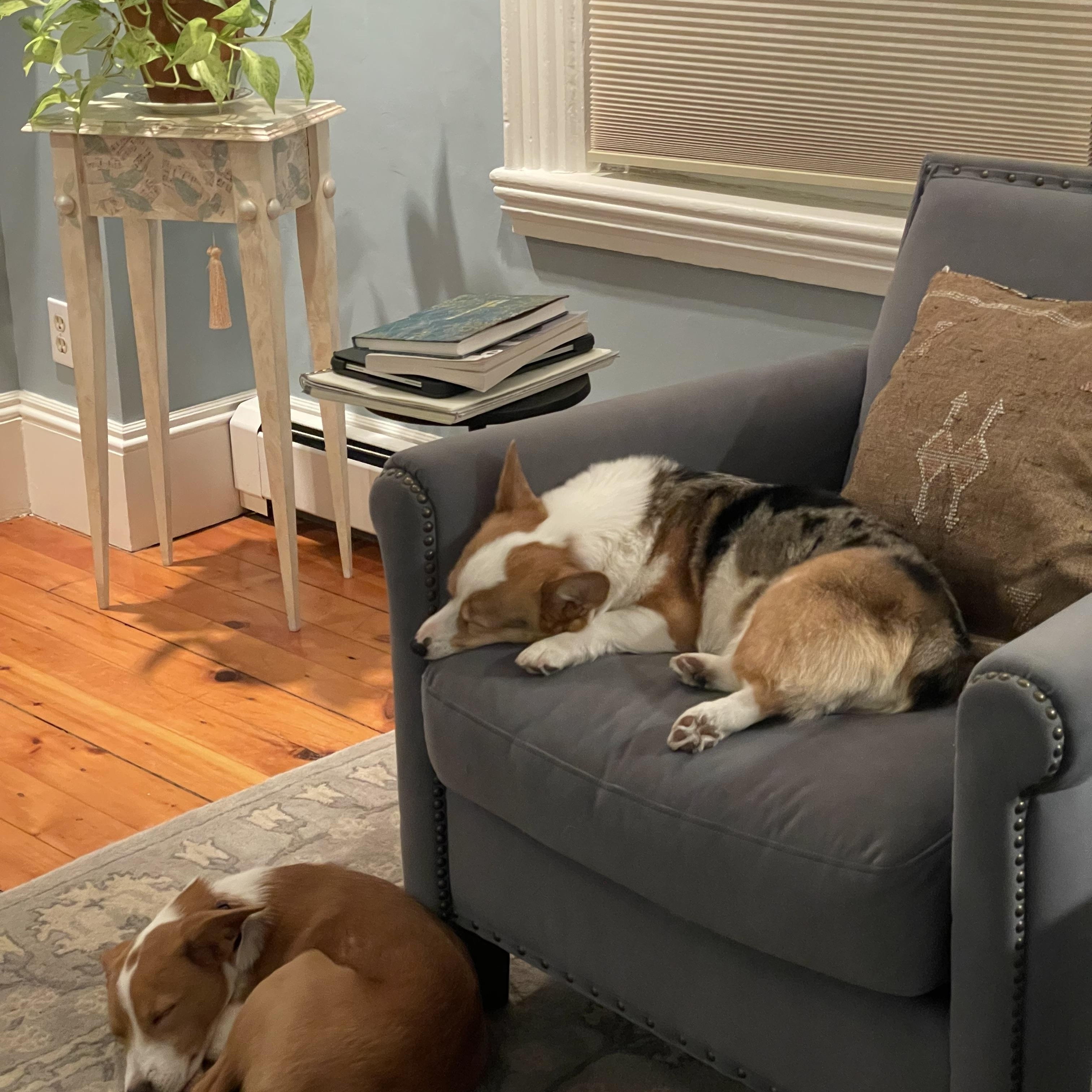 Aspen-LOCAL and HOUSETRAINED, a Adoptable mixed breed in Warner, NH image 5/6