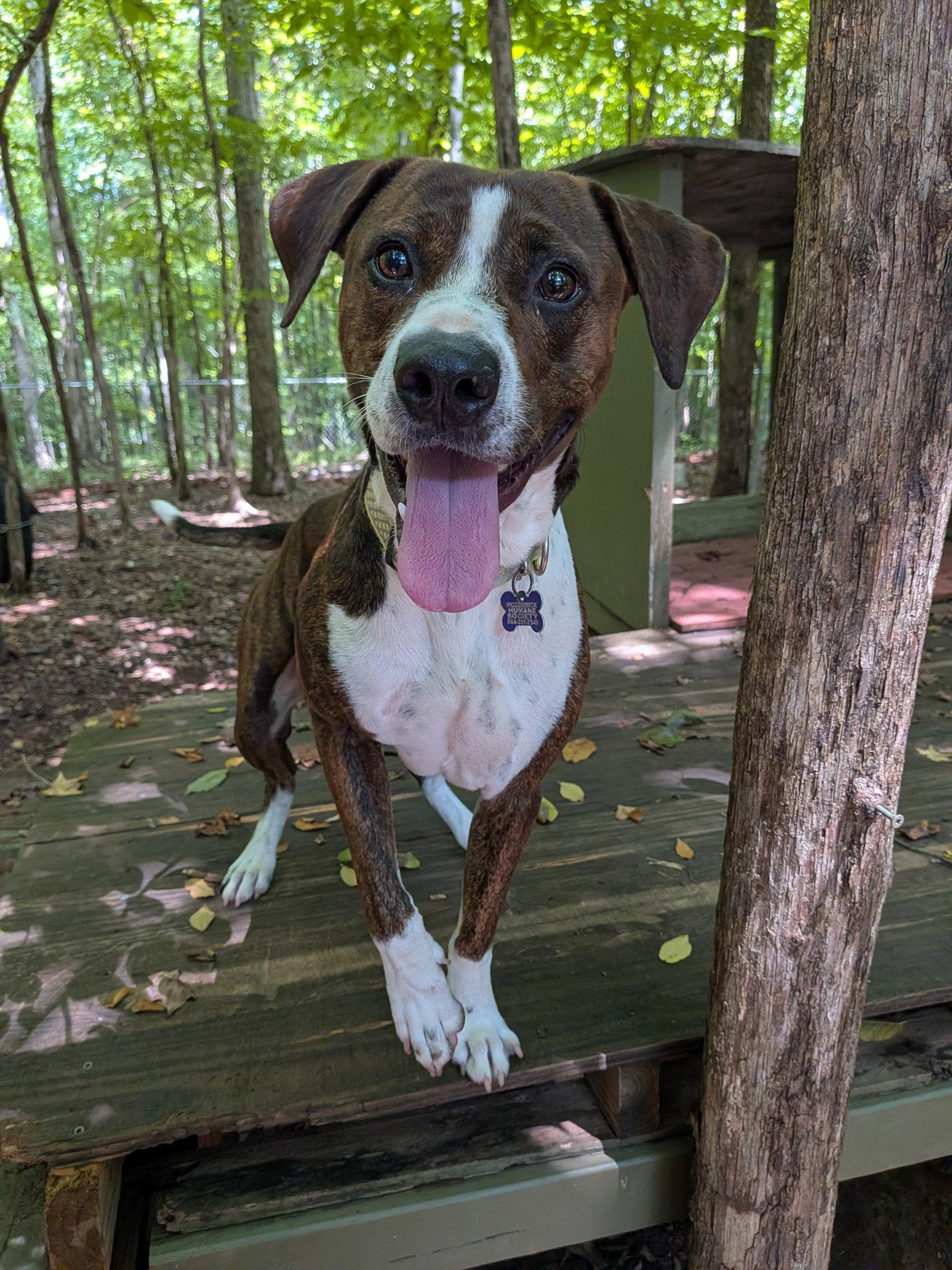 Watson, Adoptable, Young Male Mixed Breed.