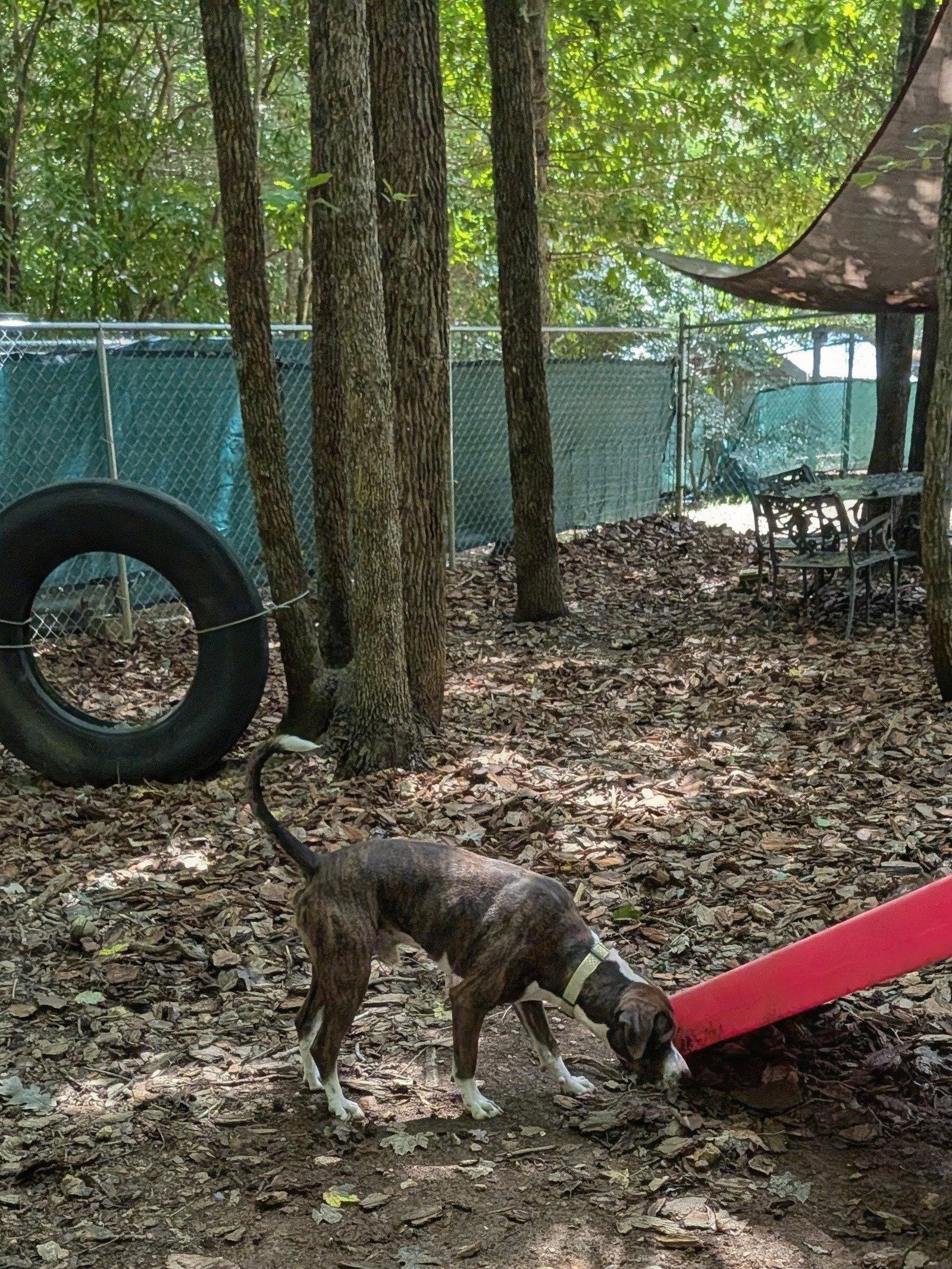 Enlarge Watson, a Adoptable Mixed Breed in Mc Cormick, SC image 2/3