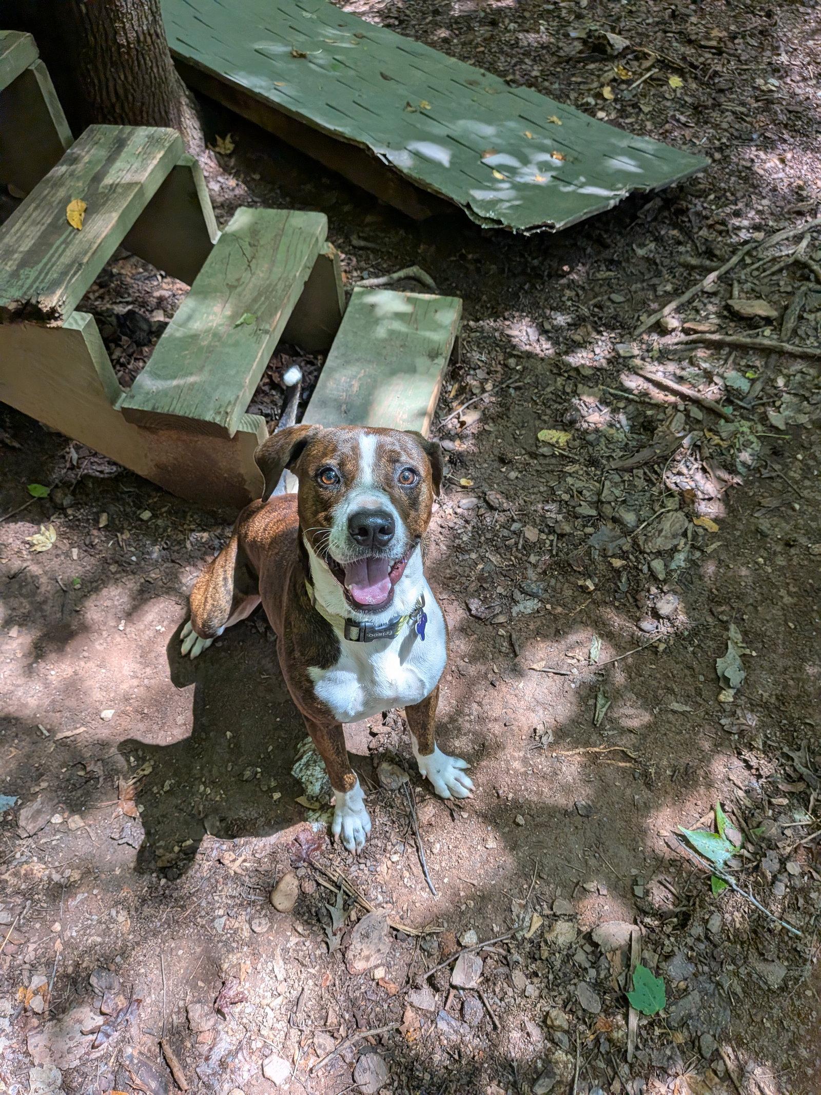 Enlarge Watson, a Adoptable Mixed Breed in Mc Cormick, SC image 3/3