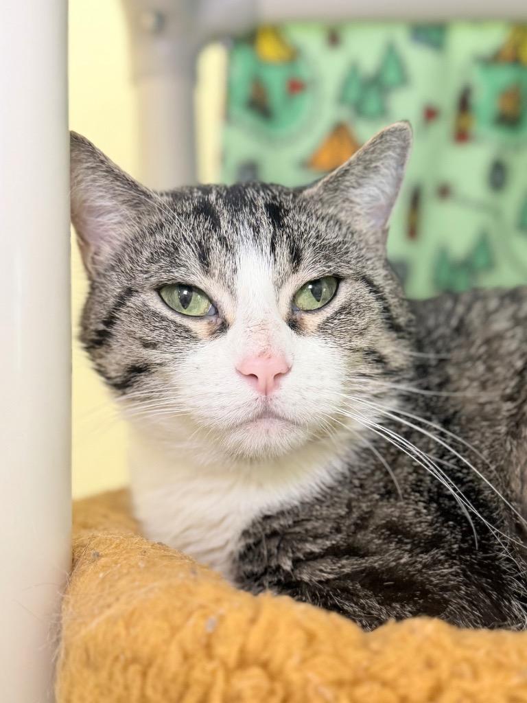 Pepper, Adoptable, Adult Female Domestic Short Hair.
