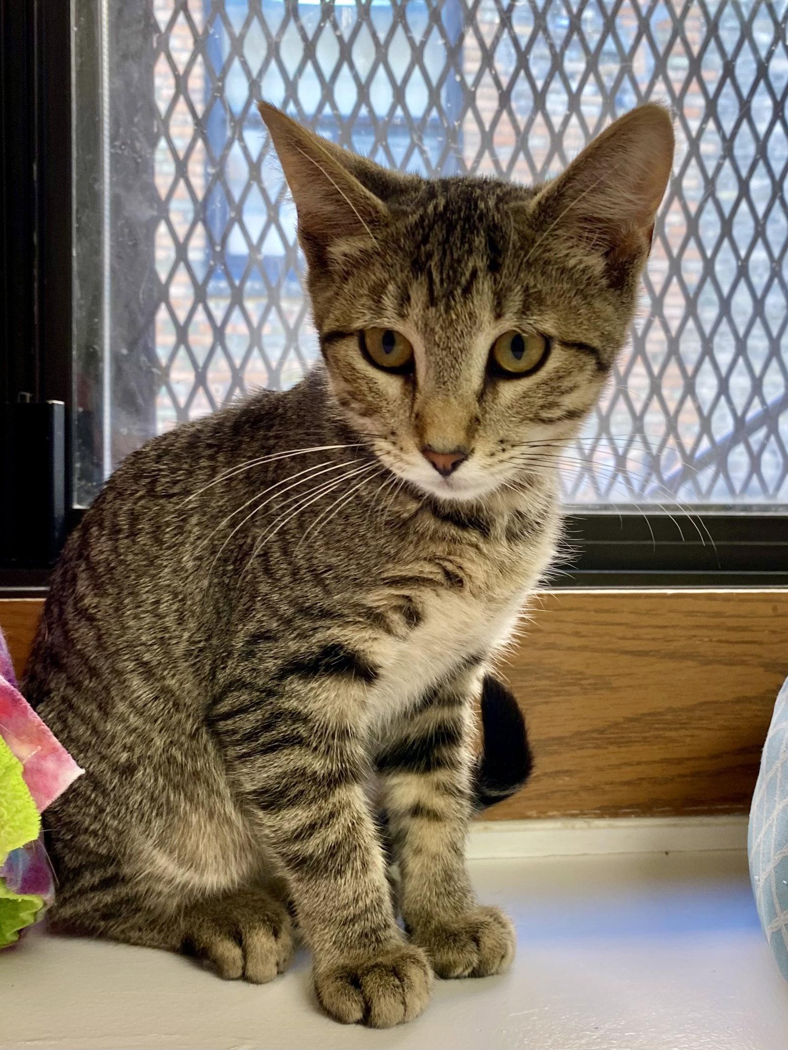 Adam, Adoptable, Young Male Domestic Short Hair & Tabby.
