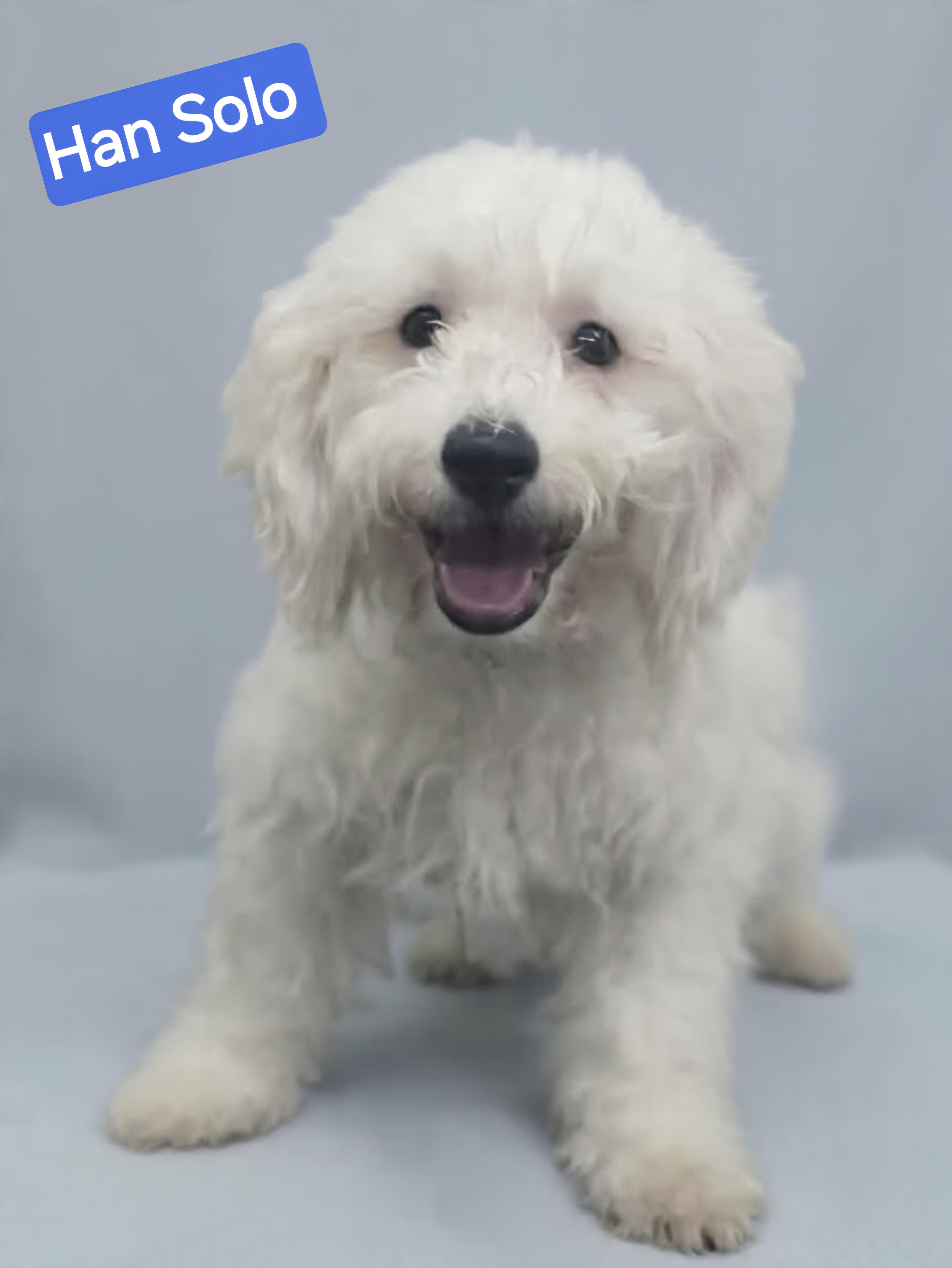 Han Solo, an adopted mixed breed in Wheelersburg, OH image 2/2
