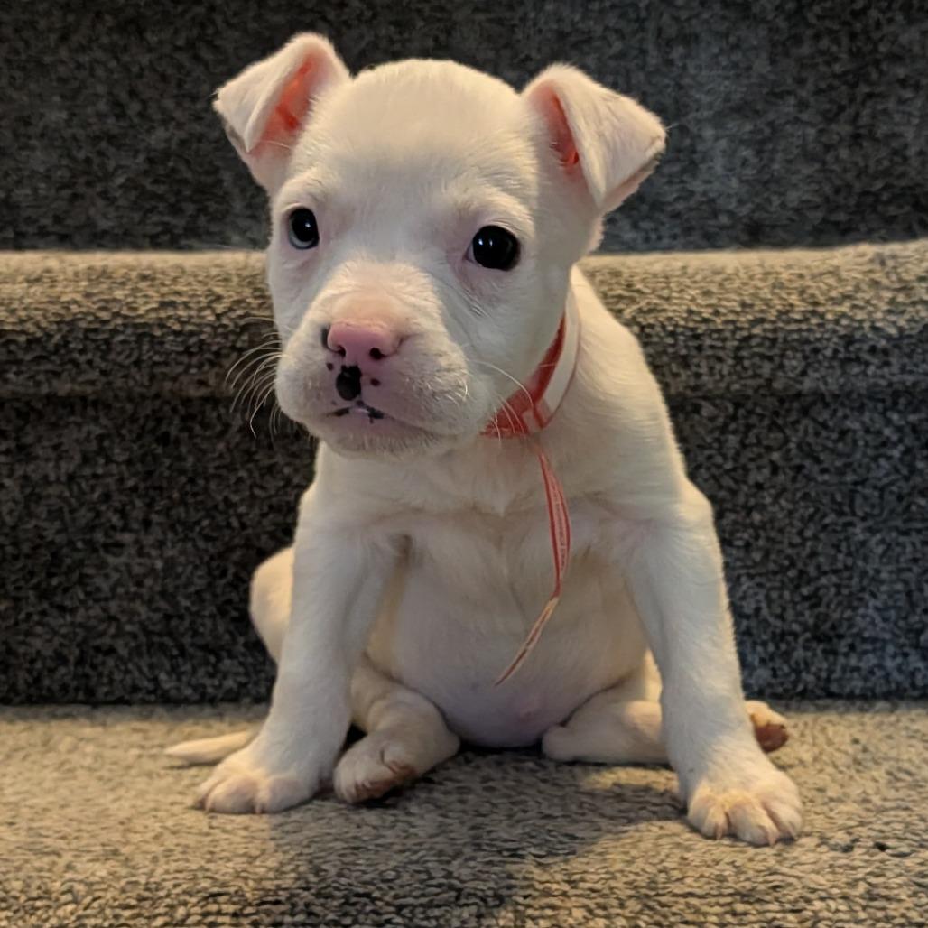 30 (2026), Adoptable, Puppy Female Pit Bull Terrier & Australian Shepherd.