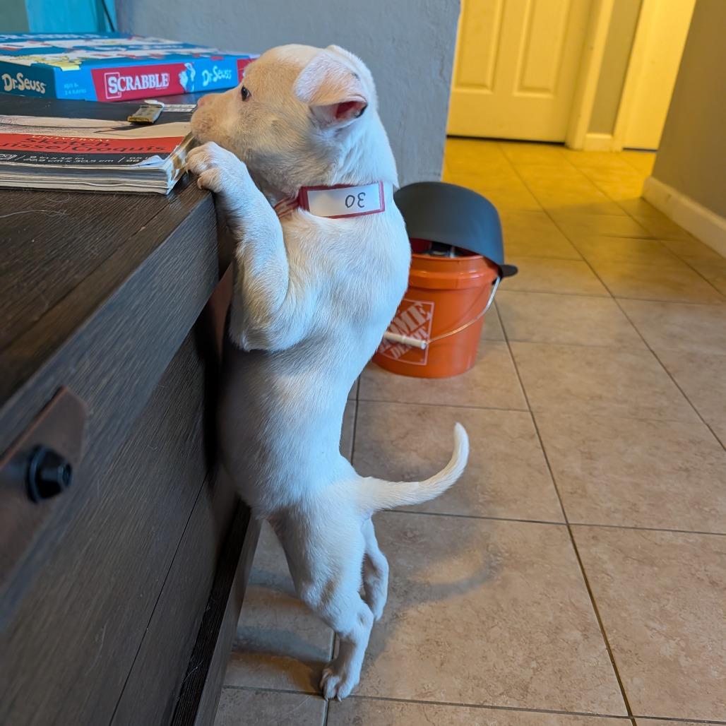 30 (2026), a Adoptable mixed breed in Parker, CO image 2/4