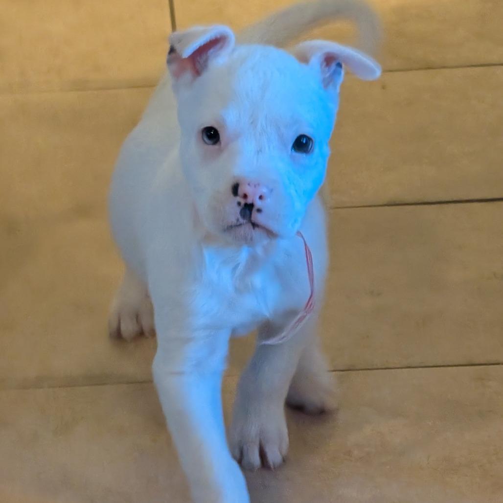 30 (2026), a Adoptable mixed breed in Parker, CO image 4/4