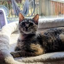 Enlarge Halo, an adoptable Domestic Short Hair in Chesapeake Beach, MD image 1/5