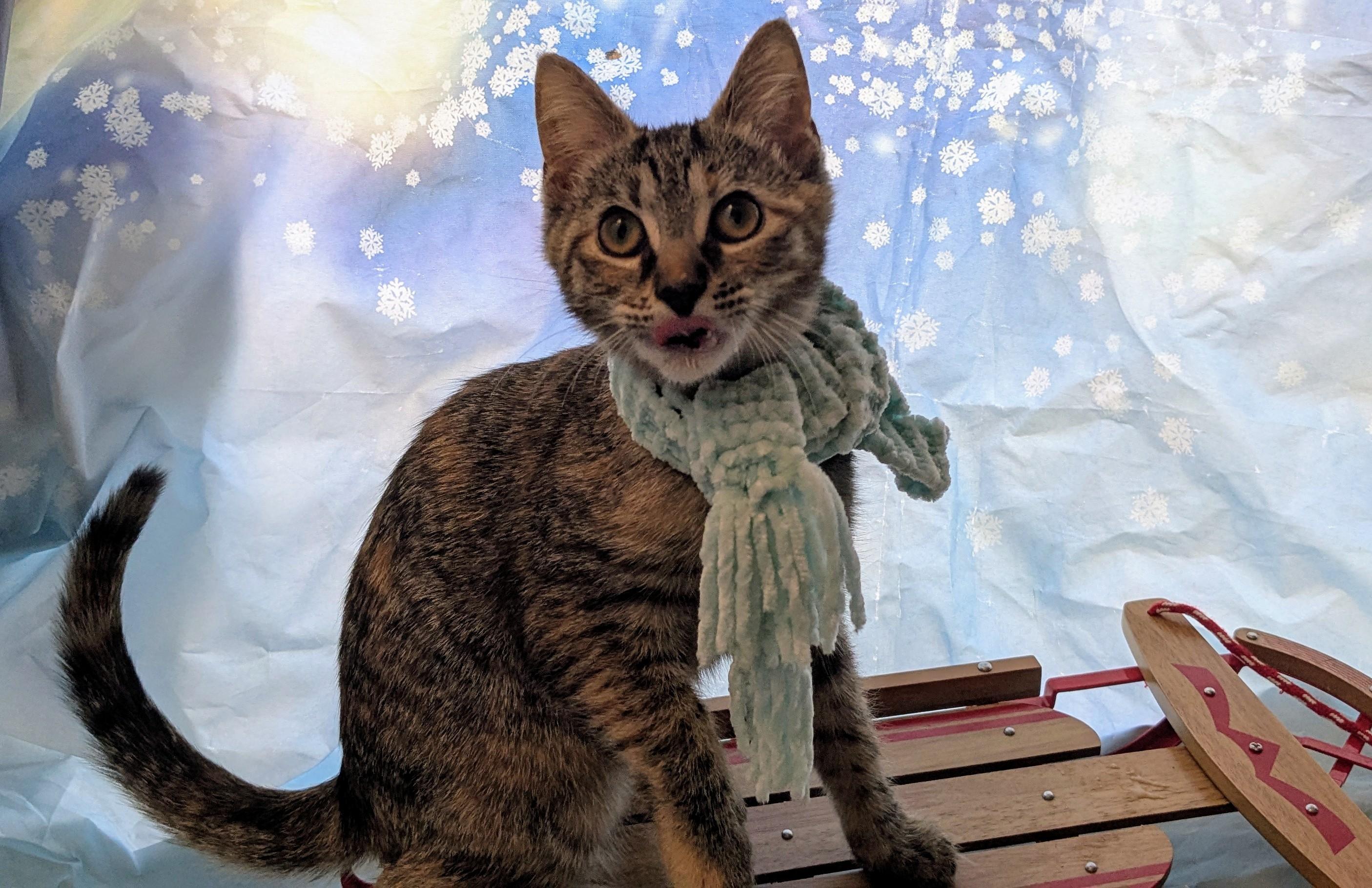 Enlarge Halo, an adoptable Domestic Short Hair in Chesapeake Beach, MD image 5/5