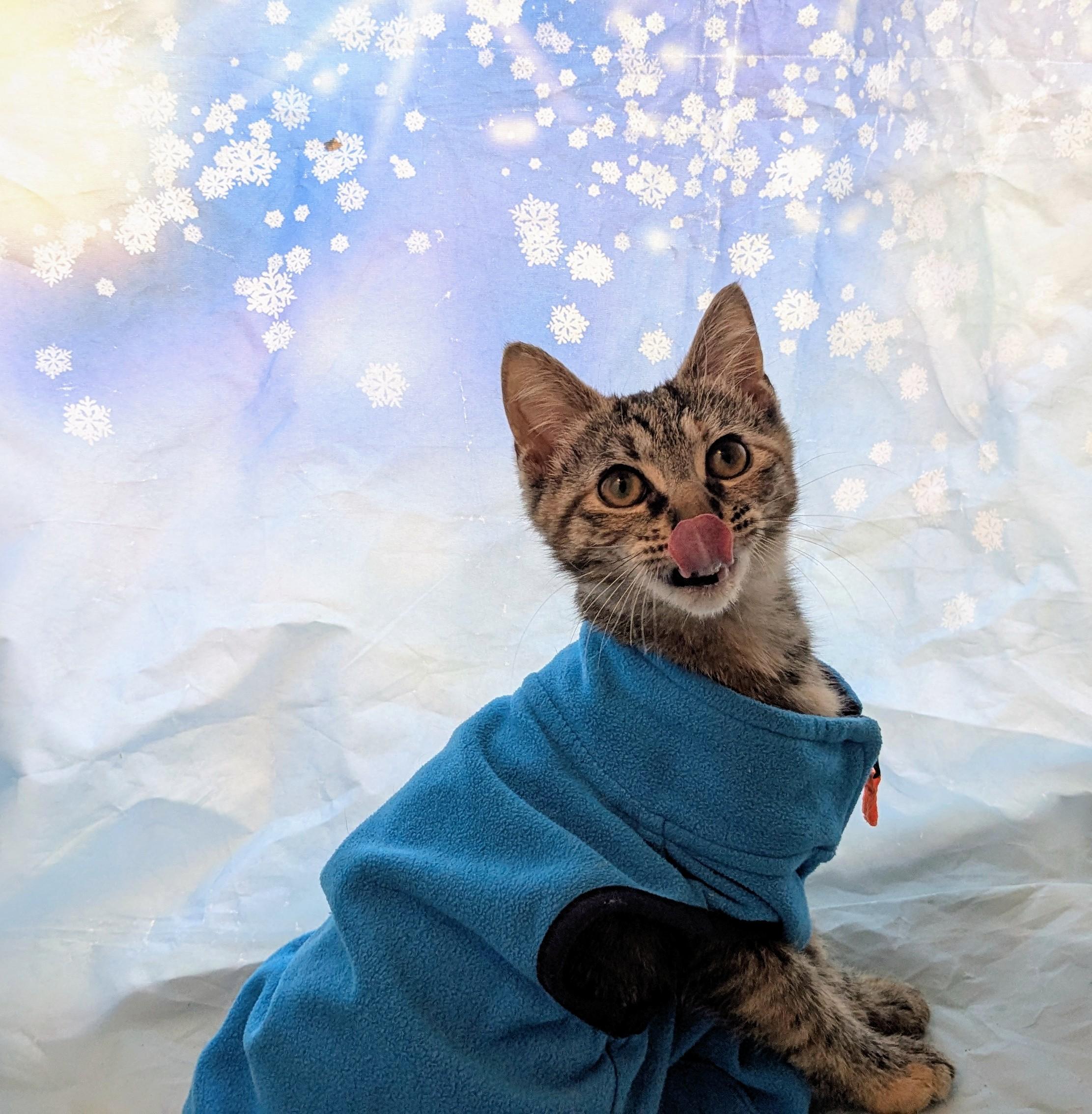 Enlarge Halo, an adoptable Domestic Short Hair in Chesapeake Beach, MD image 4/5