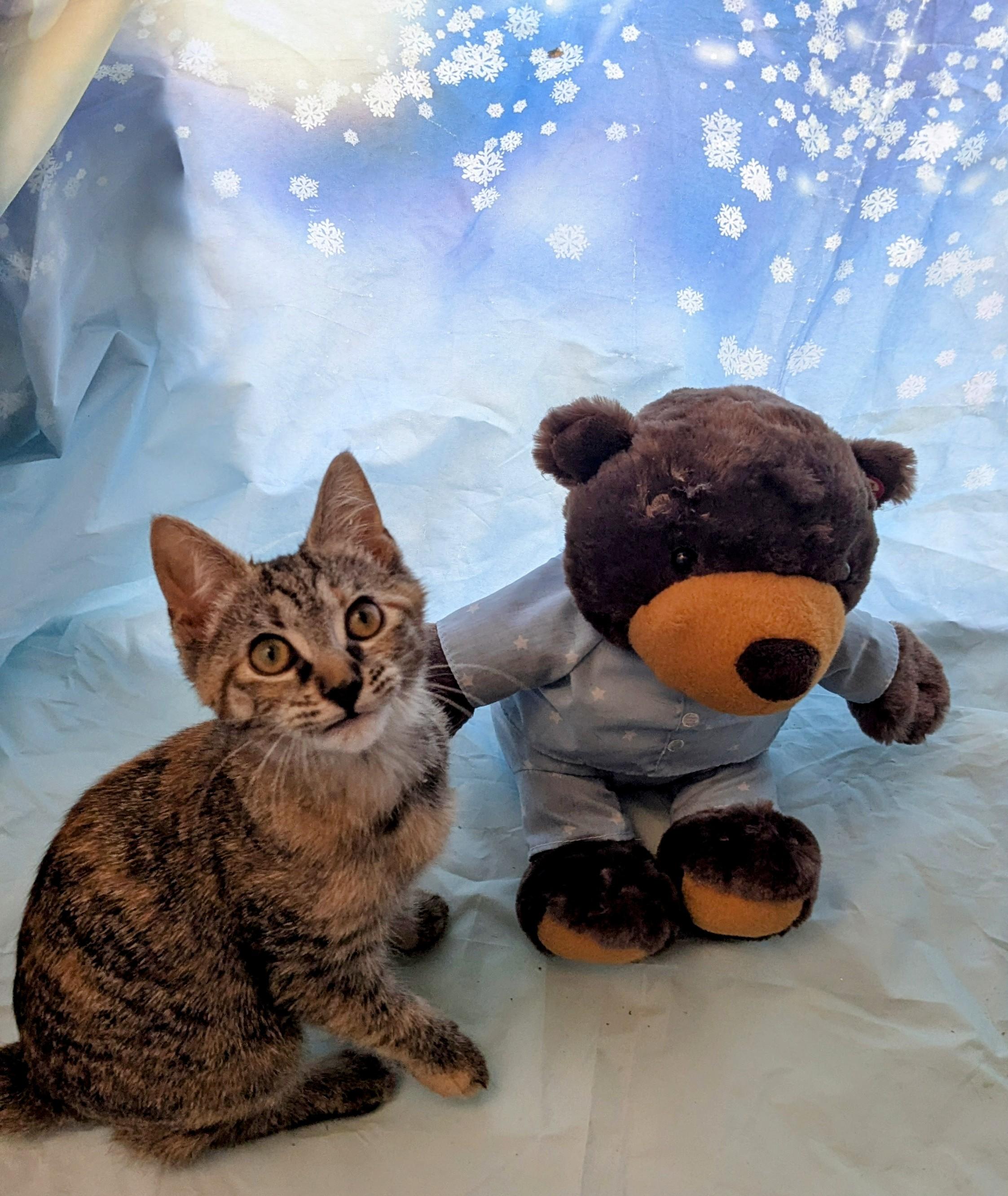 Enlarge Halo, an adoptable Domestic Short Hair in Chesapeake Beach, MD image 2/5