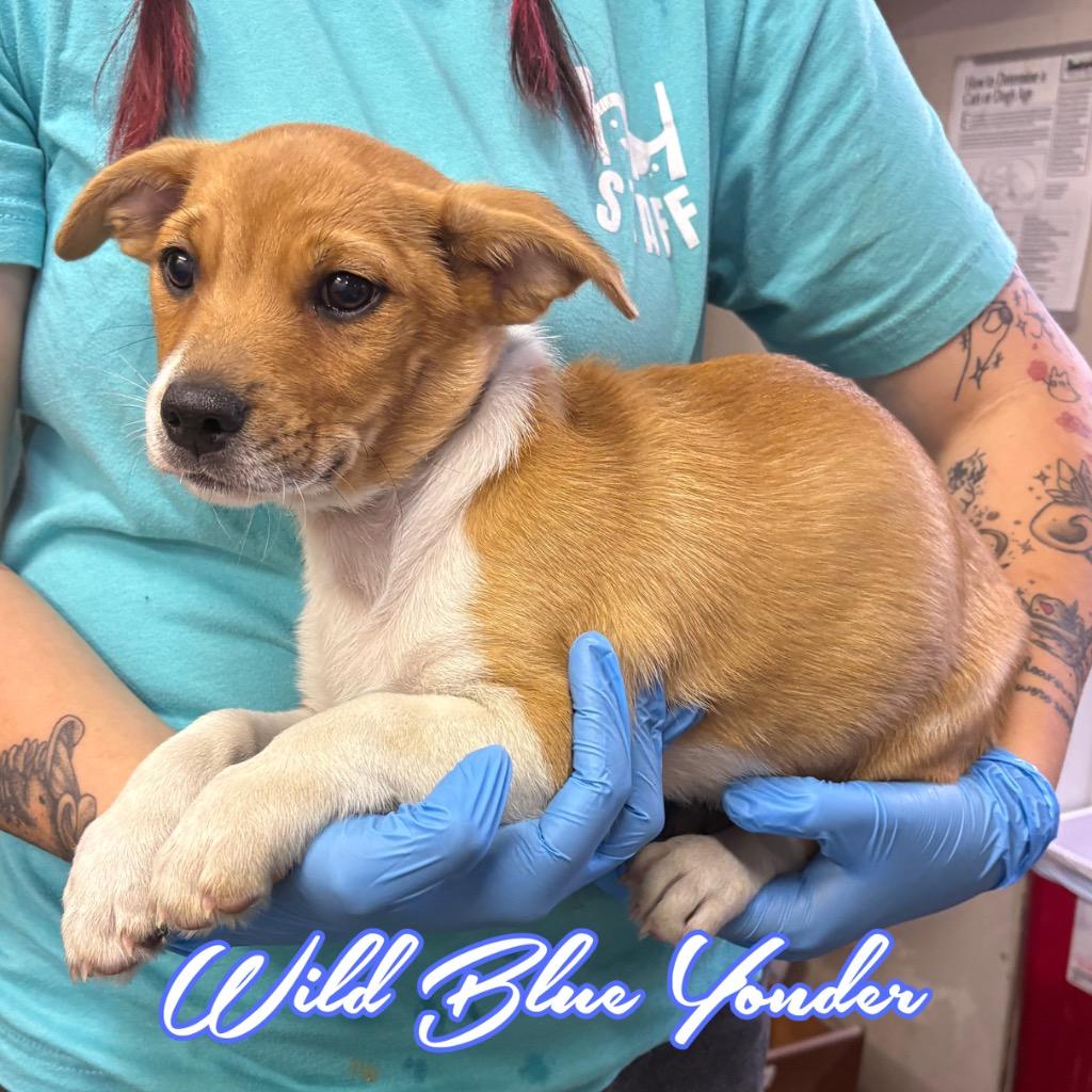 Wild Blue Yonder, Adoptable, Puppy Male Shepherd & Mixed Breed.